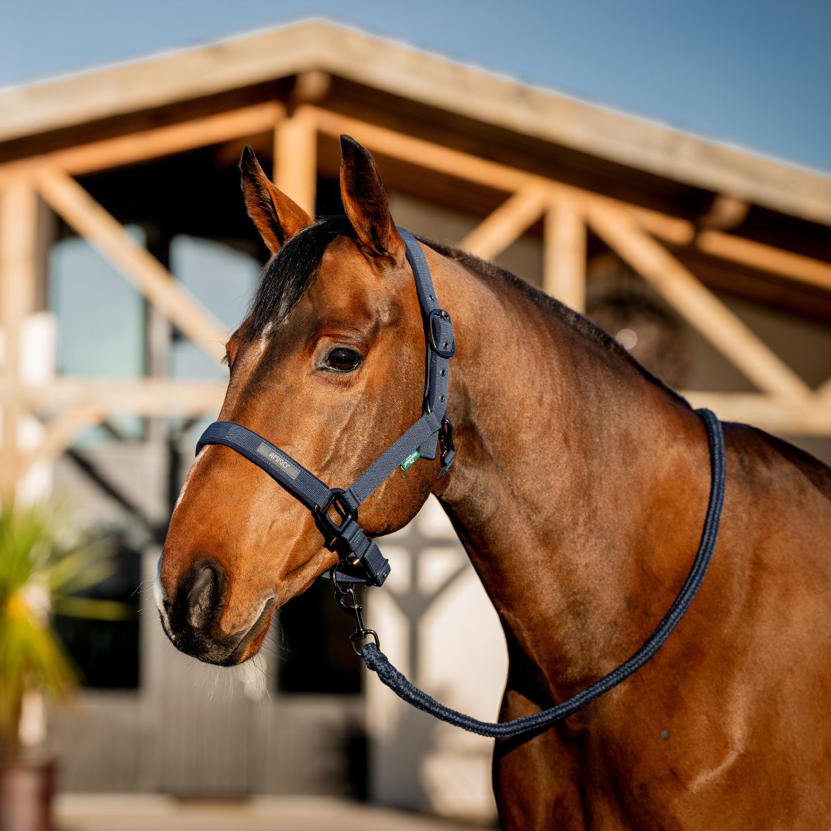 Horseware Amigo Headcollar & Leadrope Set - Black