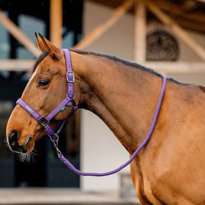 Horseware Amigo Headcollar & Leadrope Set - Winterberry