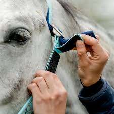 Horseware Signature Field Safe Headcollar - Blue Haze