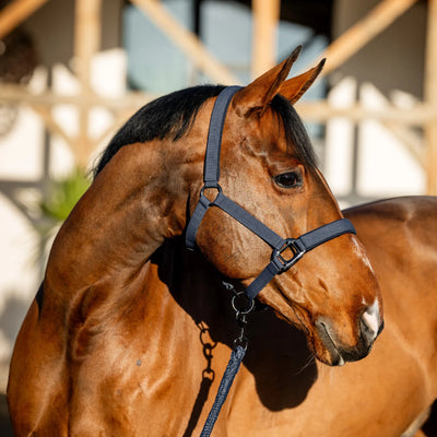 Horseware Amigo Headcollar & Leadrope Set - Navy