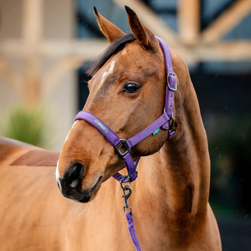 Horseware Amigo Headcollar & Leadrope Set - Winterberry