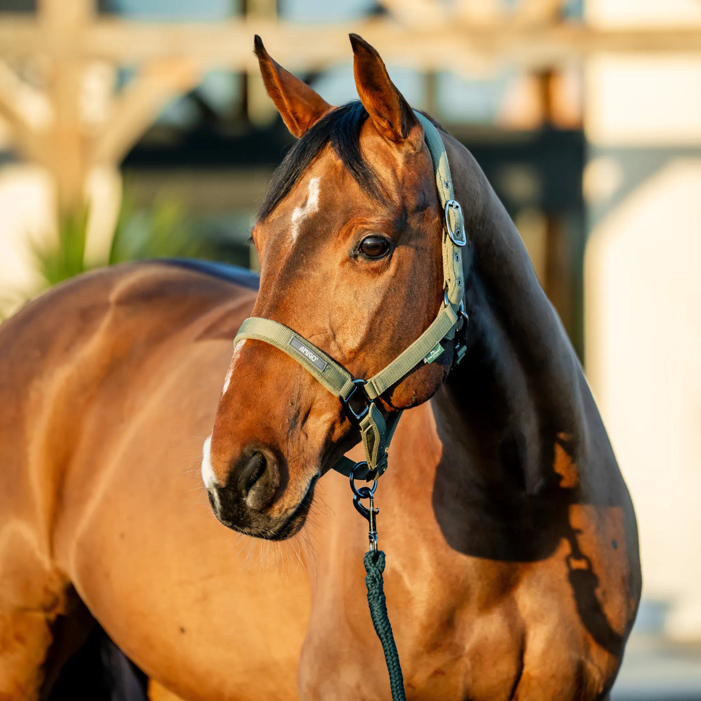 Horseware Amigo Headcollar & Leadrope Set - Bramble