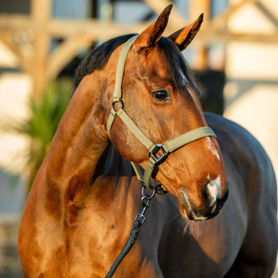 Horseware Amigo Headcollar & Leadrope Set - Bramble