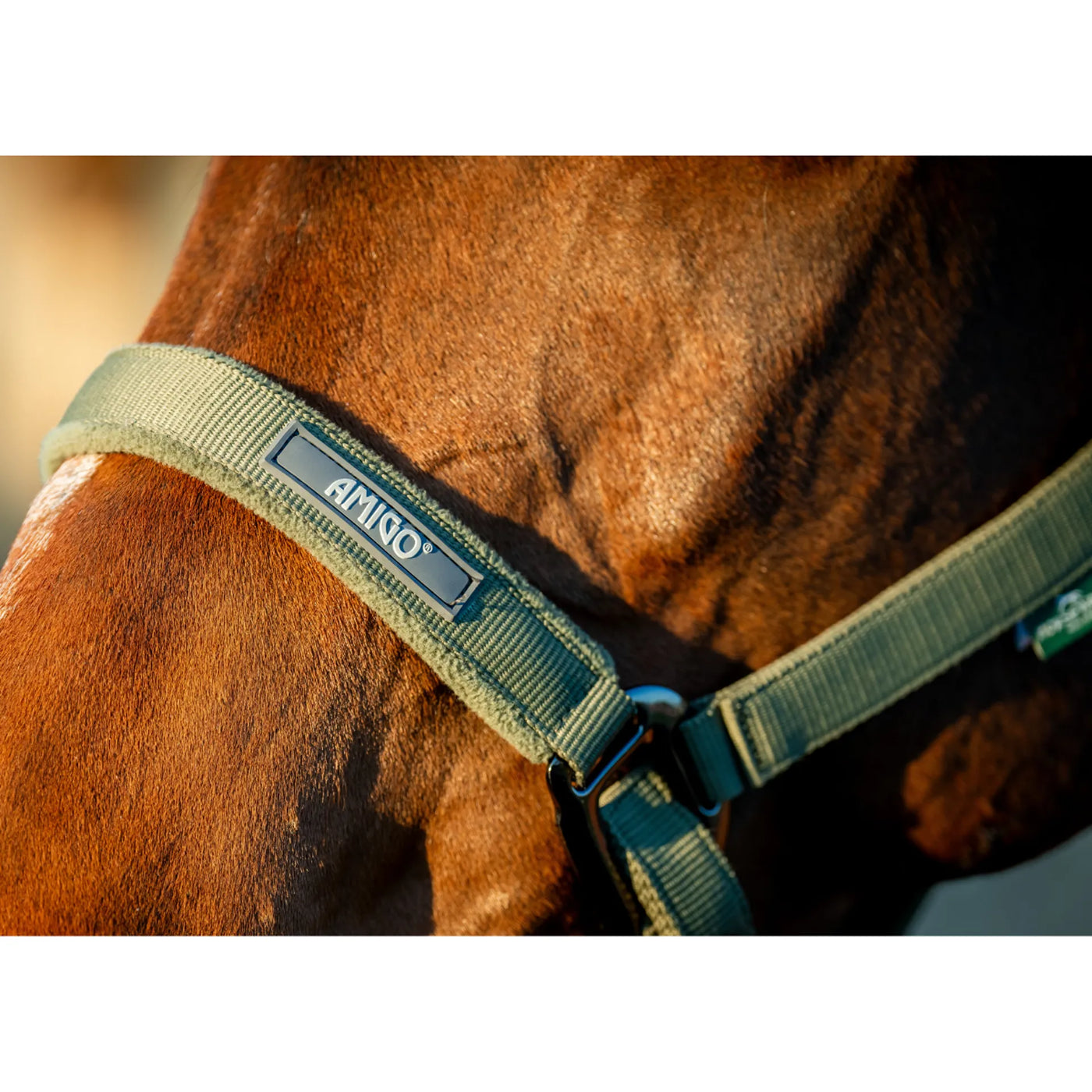 Horseware Amigo Headcollar & Leadrope Set - Bramble