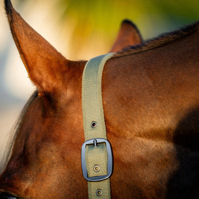 Horseware Amigo Headcollar & Leadrope Set - Bramble