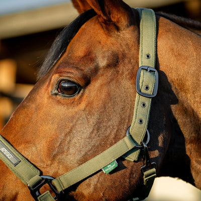 Horseware Amigo Headcollar & Leadrope Set - Bramble